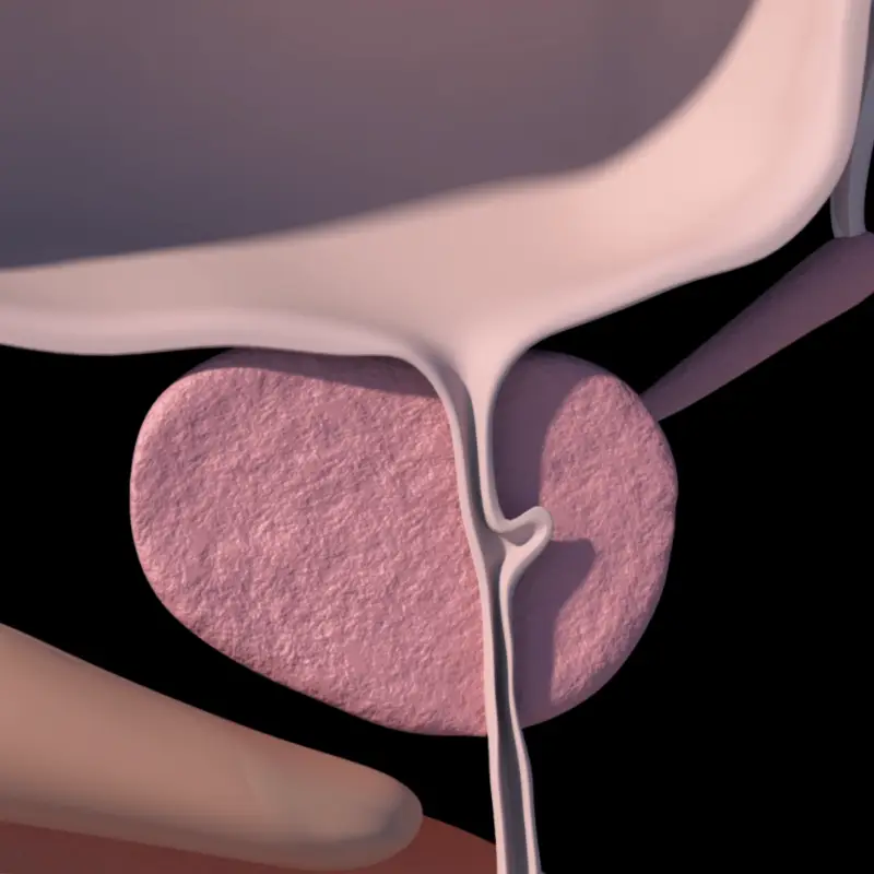 A digital medical illustration shows the prostate gland, highlighted in pink below the bladder with the urethra passing through, set against a black background—ideal for patient education at the best urology clinic Singapore offers.